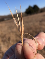 Andropogon virginicus virginicus