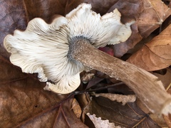 Melanoleuca communis
