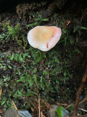 Russula bicolor