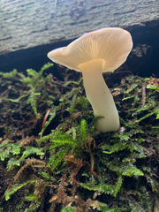 Russula bicolor