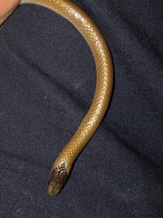 Tantilla atriceps
