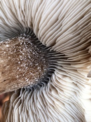 Melanoleuca communis