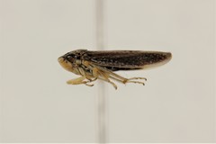Graphocephala confluens