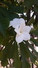 Plumeria pudica