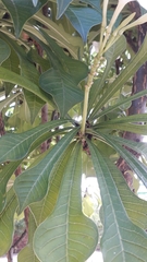Plumeria pudica