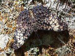 Hamadryas fornax