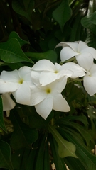 Plumeria pudica