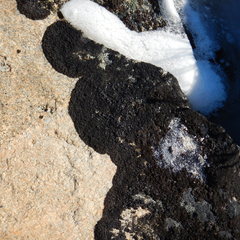 Pseudephebe minuscula