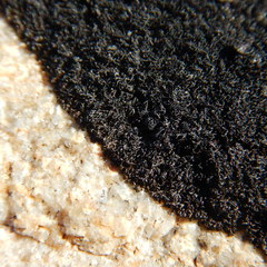 Pseudephebe minuscula