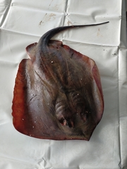 Dasyatis pastinaca
