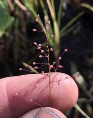 Dichanthelium leucothrix