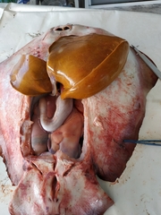 Dasyatis pastinaca