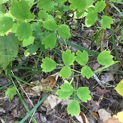 Thalictrum venulosum