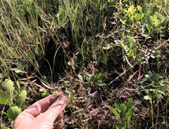 Dichanthelium leucothrix