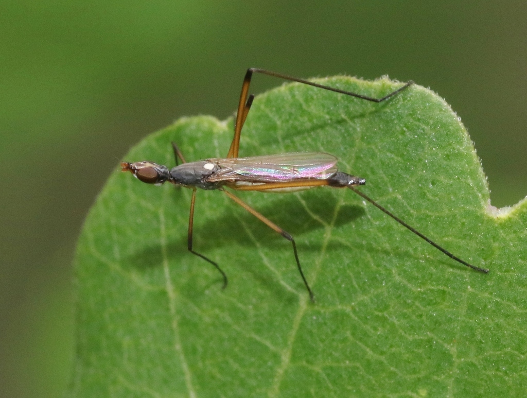 Micropeza bisetosa