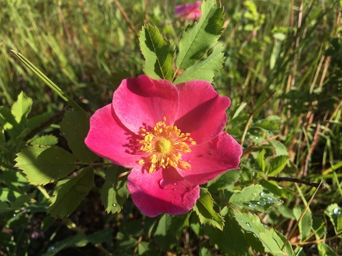 photo of Prairie Rose (Rosa arkansana)