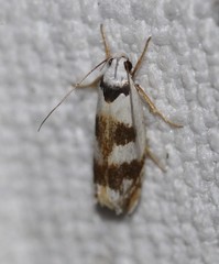 Plectophila pyrgodes