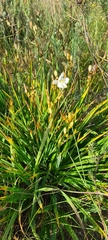 Chlorophytum rigidum