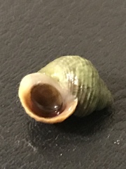 Littorina saxatilis