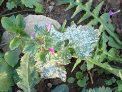 Neoerysiphe galeopsidis