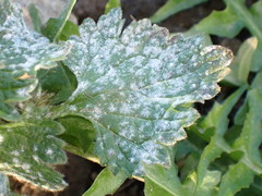 Neoerysiphe galeopsidis