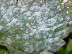 Neoerysiphe galeopsidis