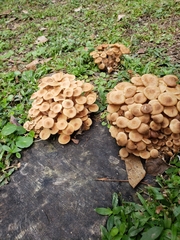 Desarmillaria caespitosa