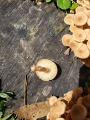 Desarmillaria caespitosa