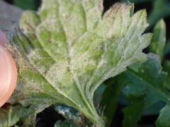 Neoerysiphe galeopsidis