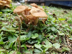 Desarmillaria caespitosa