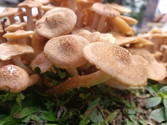 Desarmillaria caespitosa