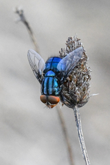 Compsomyiops callipes