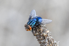 Compsomyiops callipes