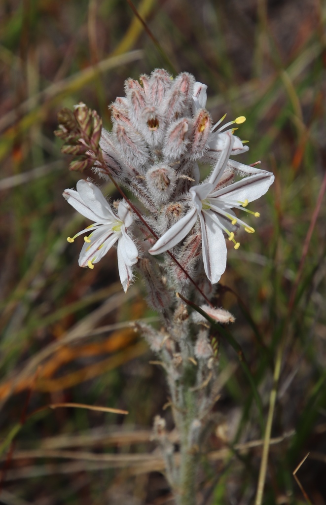 Trachyandra hirsutiflora, Elses Peak, west end by quarry, Table Mountain National Park