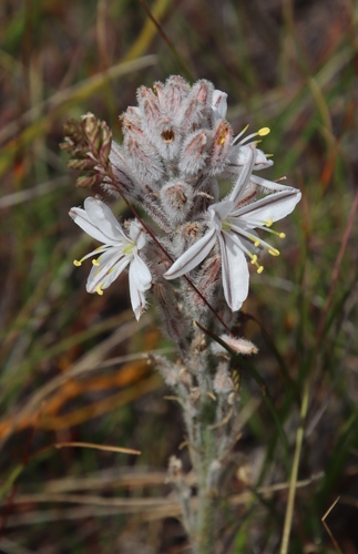 Trachyandra hirsutiflora