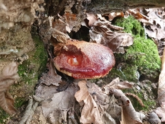 Schizophyllaceae