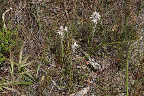 Trachyandra hirsutiflora