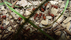 Pogonomyrmex apache