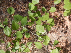 Crataegus viridis glabriuscula