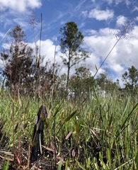 Dichanthelium leucothrix