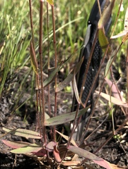 Dichanthelium leucothrix