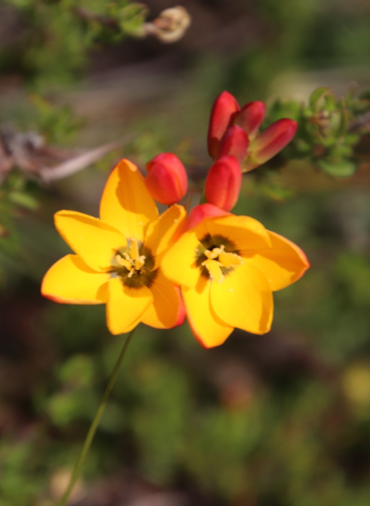 Ixia