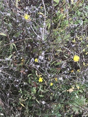Hieracium lepidulum