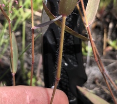 Dichanthelium leucothrix