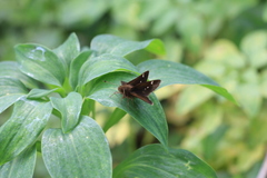 Cymaenes odilia