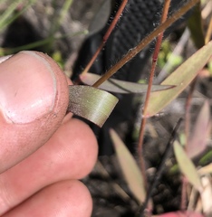 Dichanthelium leucothrix