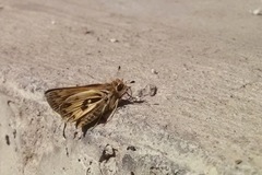 Hylephila fasciolata