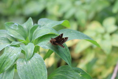 Cymaenes odilia