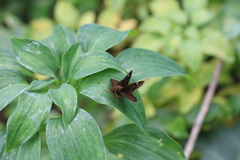 Cymaenes odilia