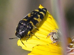 Acmaeodera macra